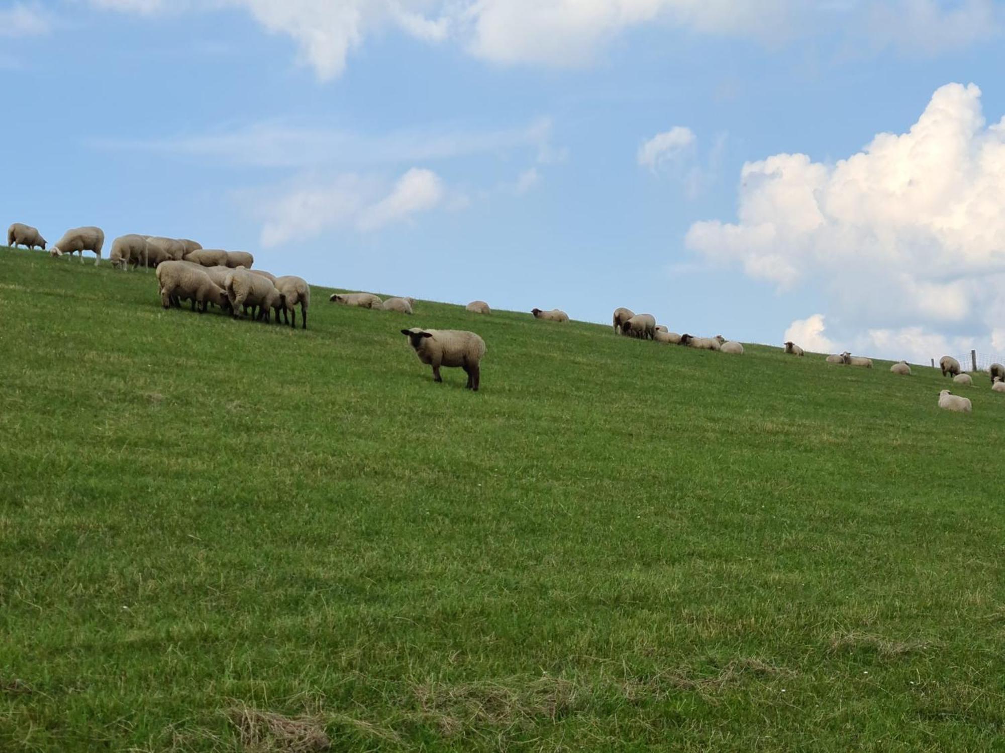 Haus Pudelwohl - Hundefreundliches Ferienhaus An Der Nordseekueste Sehestedt  Ngoại thất bức ảnh
