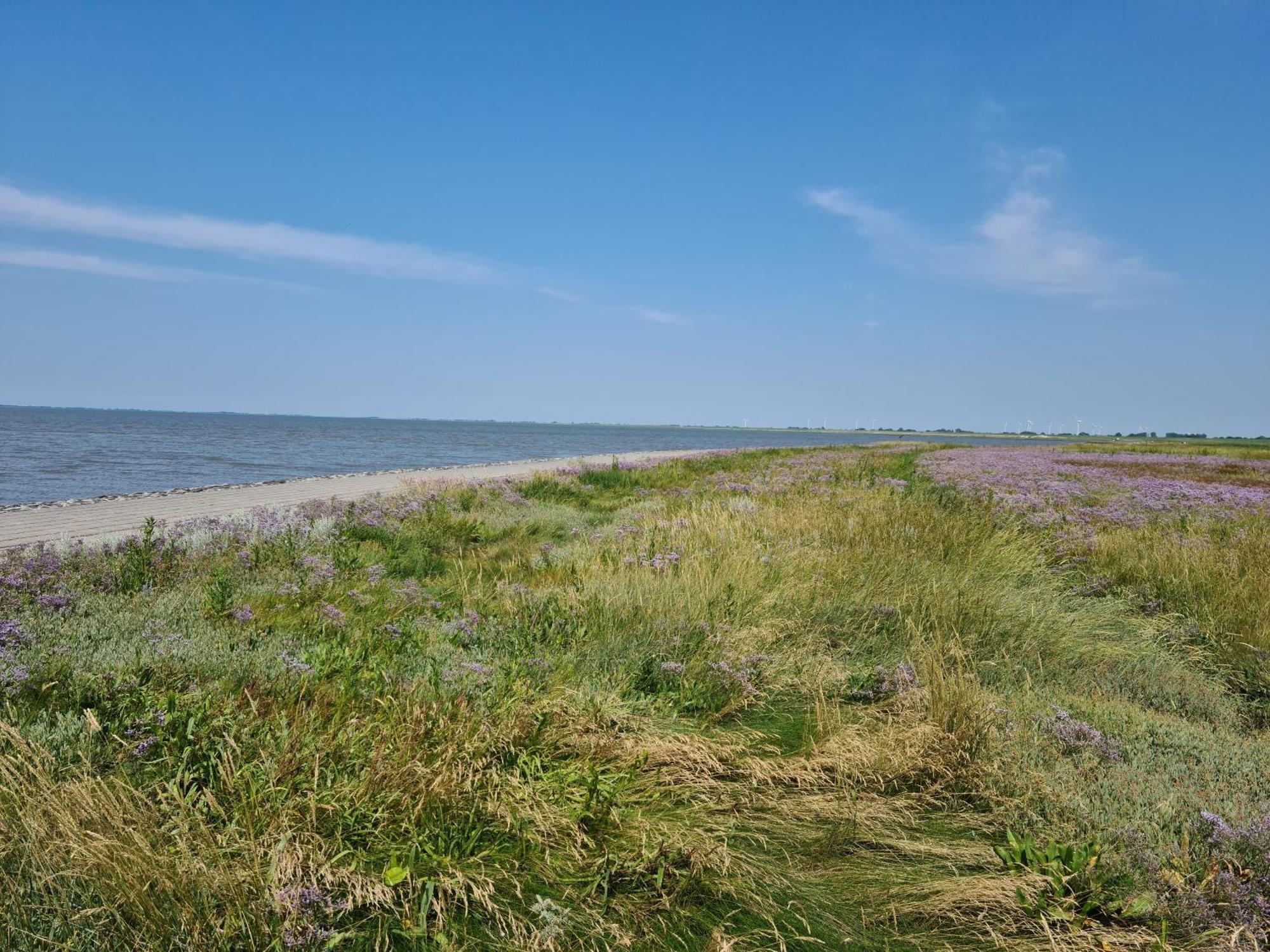 Haus Pudelwohl - Hundefreundliches Ferienhaus An Der Nordseekueste Sehestedt  Ngoại thất bức ảnh